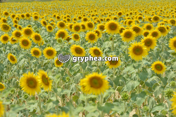 Champ de Tournesols - gryphea.org